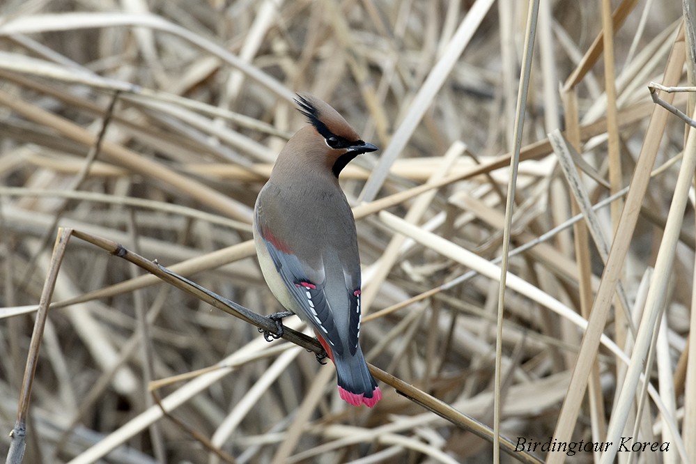 Japanese Waxwing - ML306326401