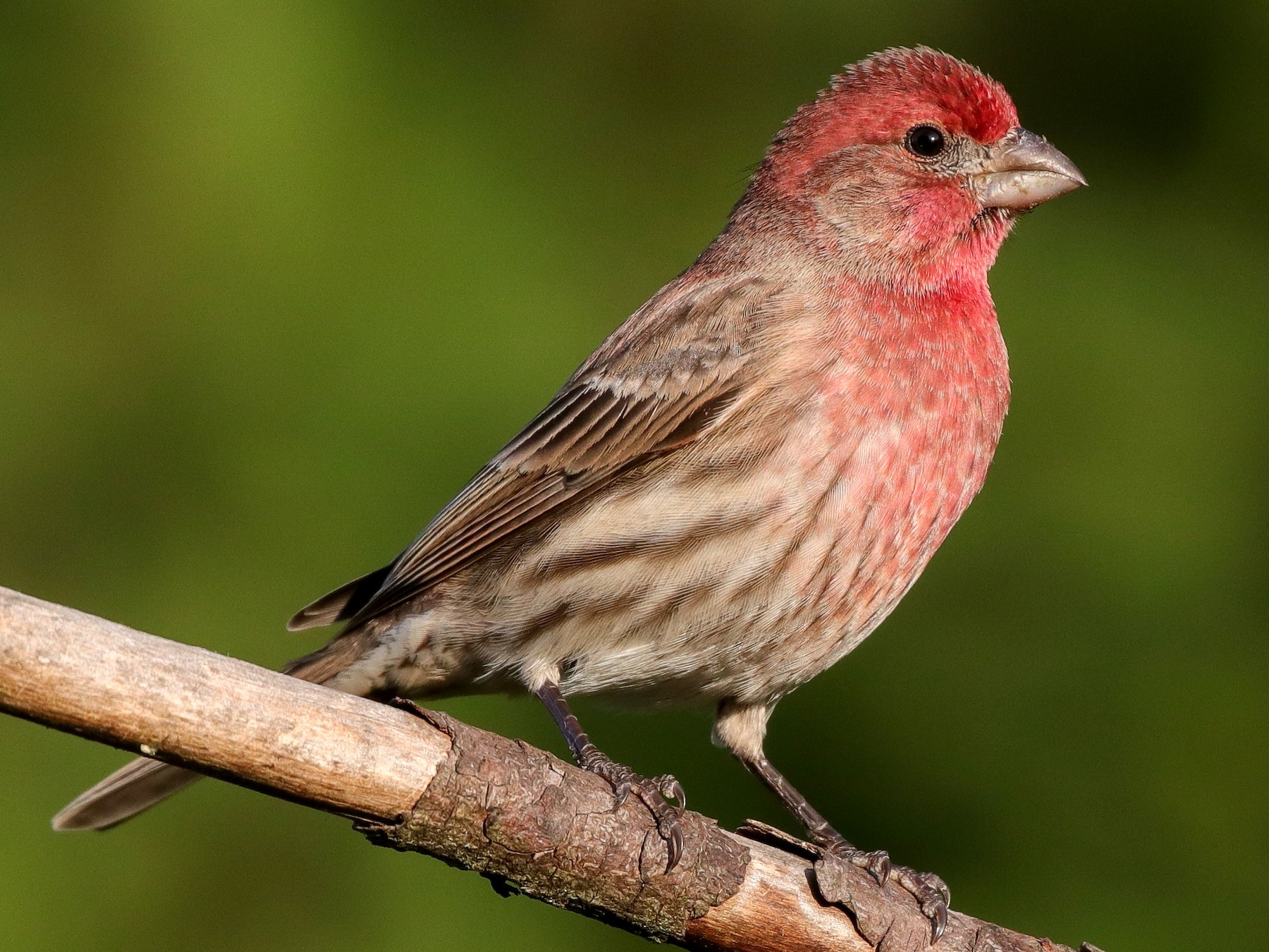 juvenile house finch