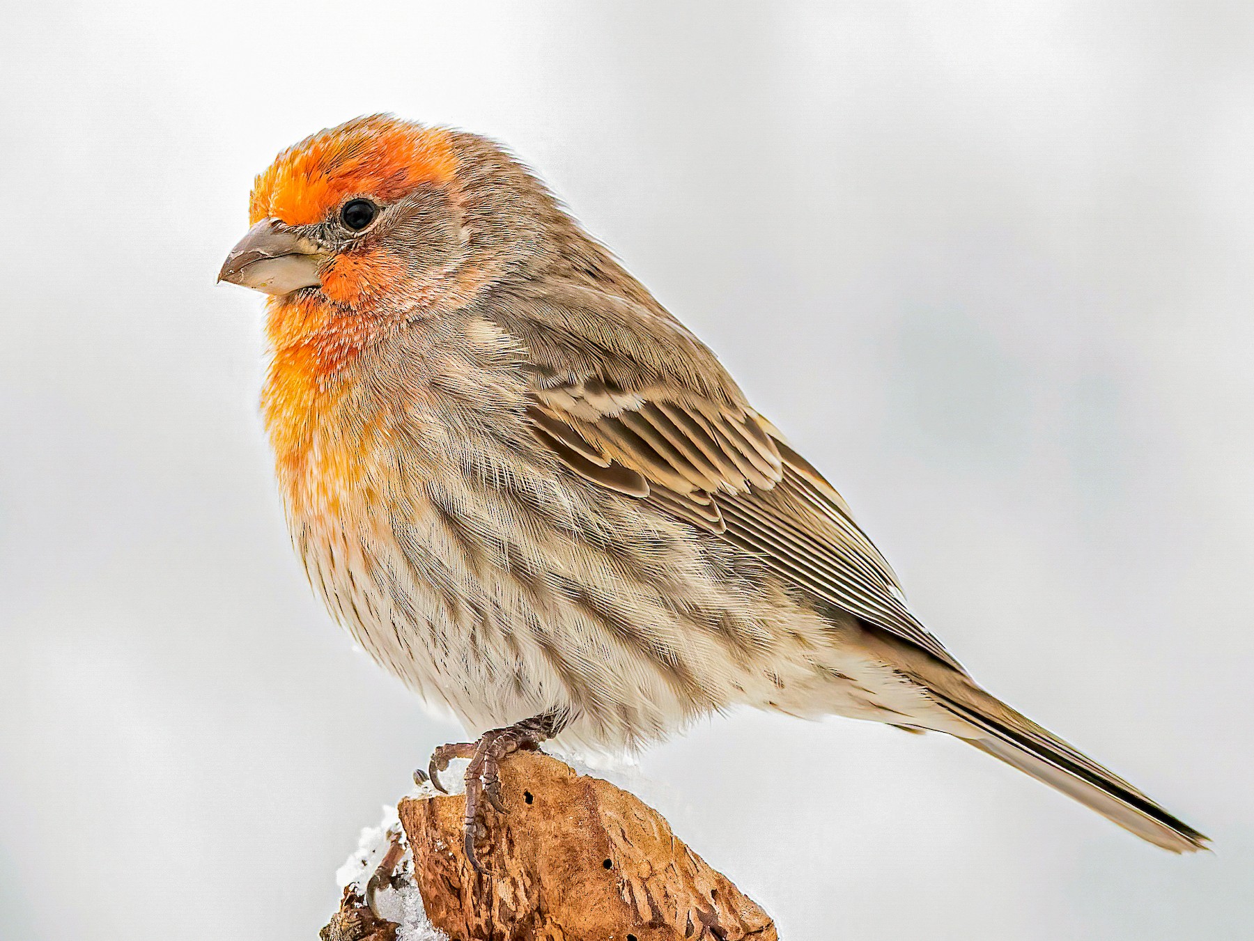 House Finch - Matthew Plante