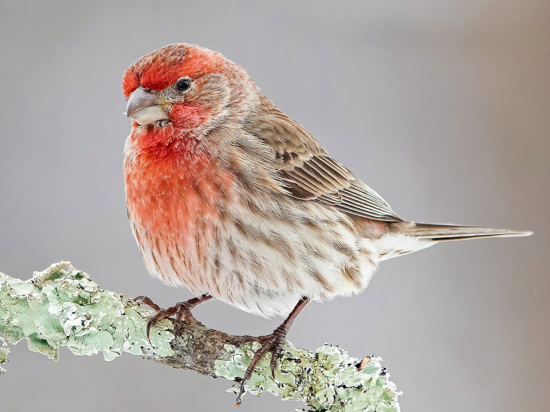 male vs female finches