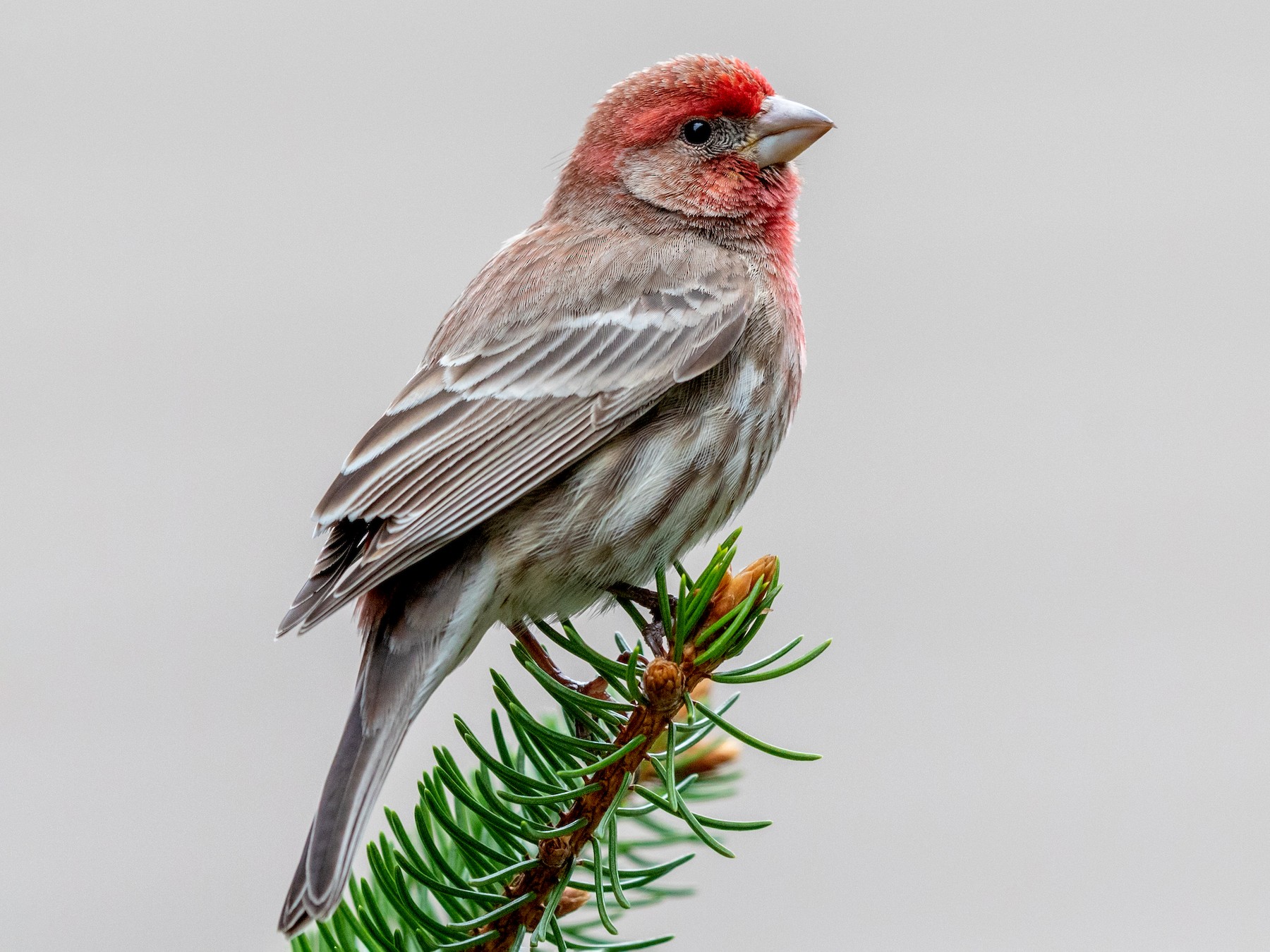 House Finch - Brad Imhoff