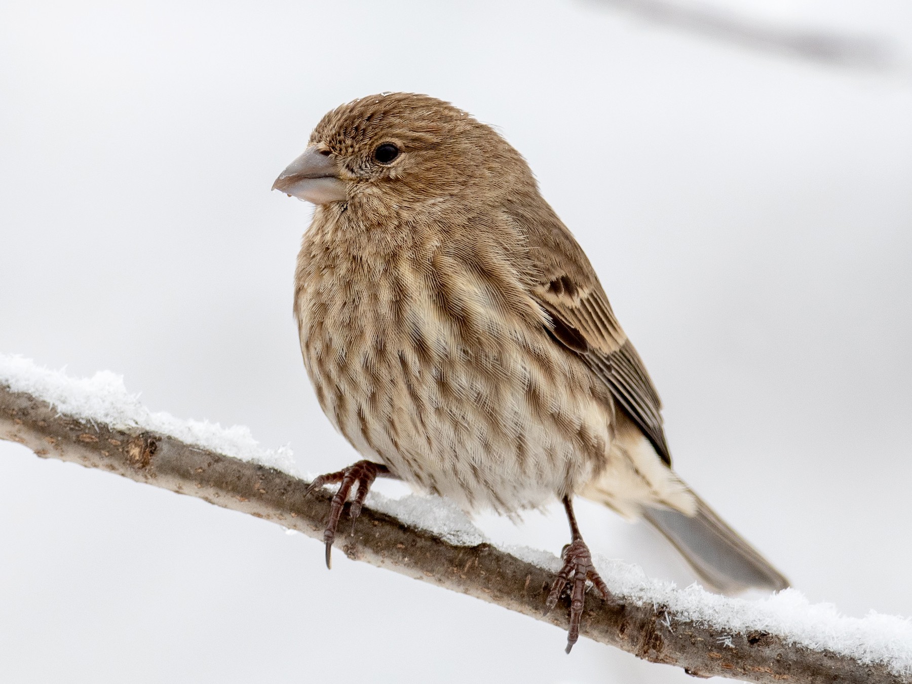 House store finch bird