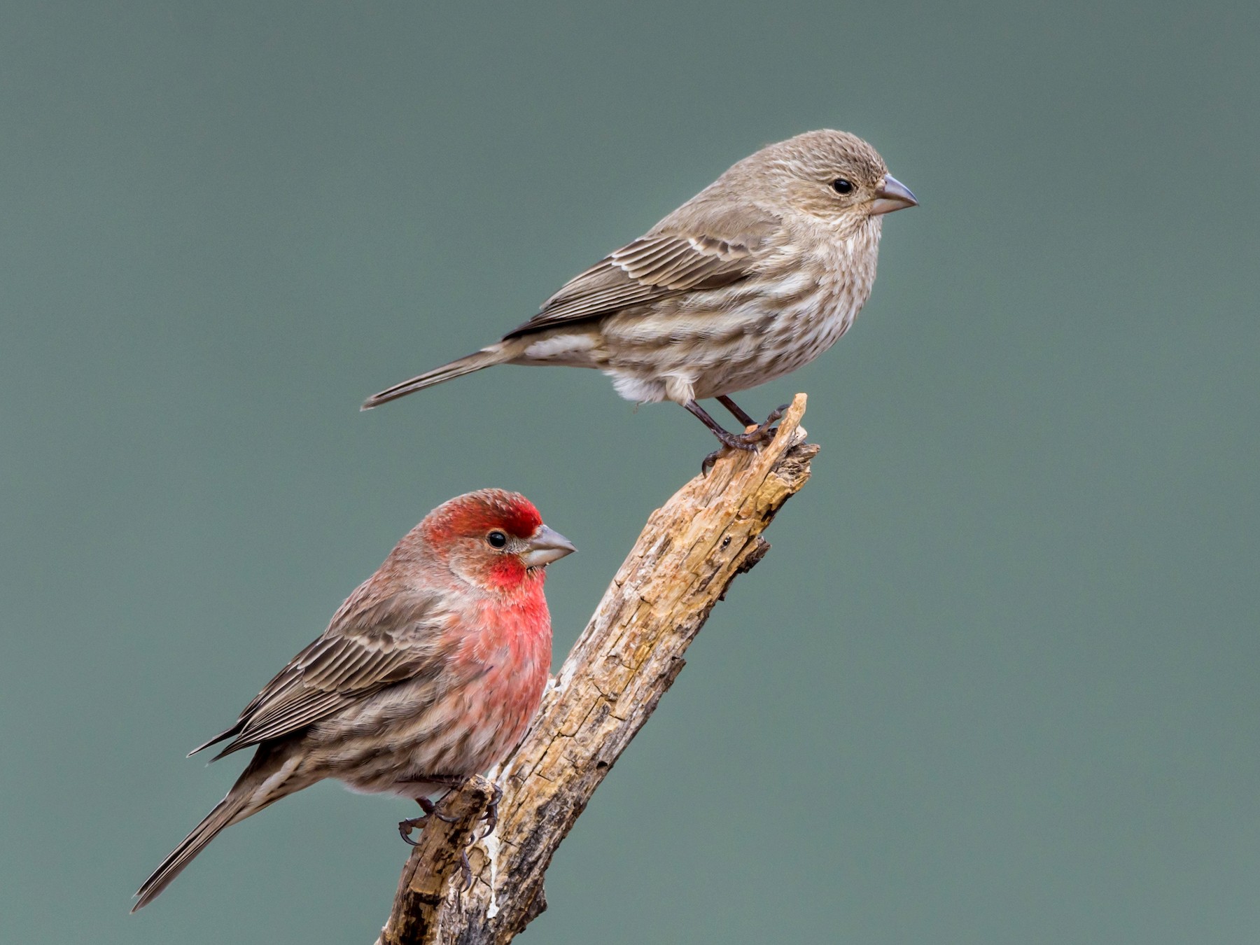 House Finch Ebird 0208