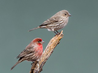雄鳥和雌鳥 - Jim Merritt - ML306327821