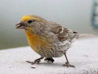 Adult male - Jay McGowan - ML306328721