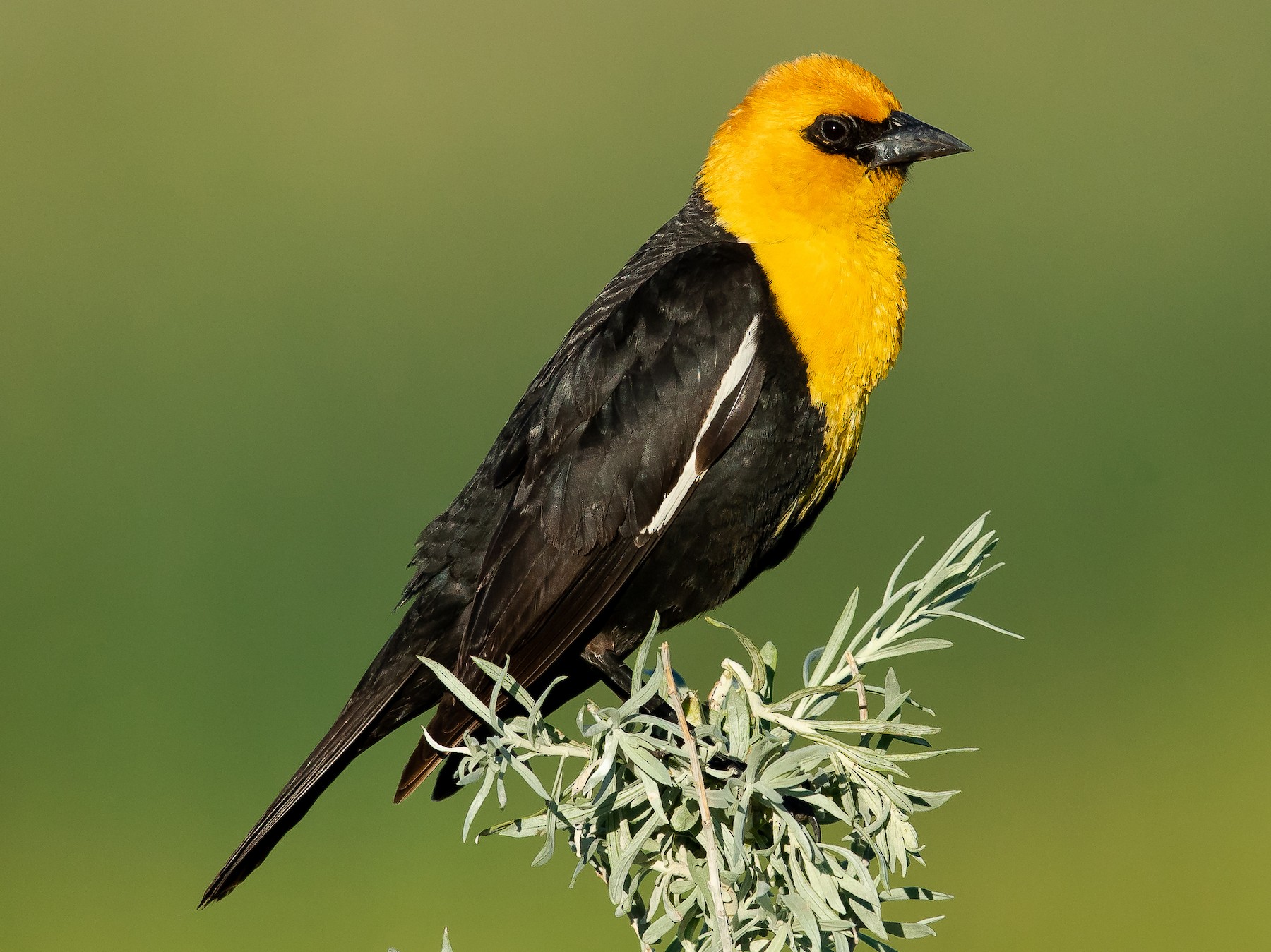 Yellow-headed Blackbird - Dorian Anderson