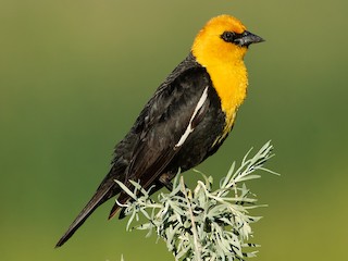  - Yellow-headed Blackbird