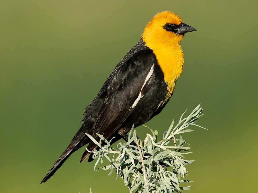 Birds With Yellow Heads – Facts, List, Pictures