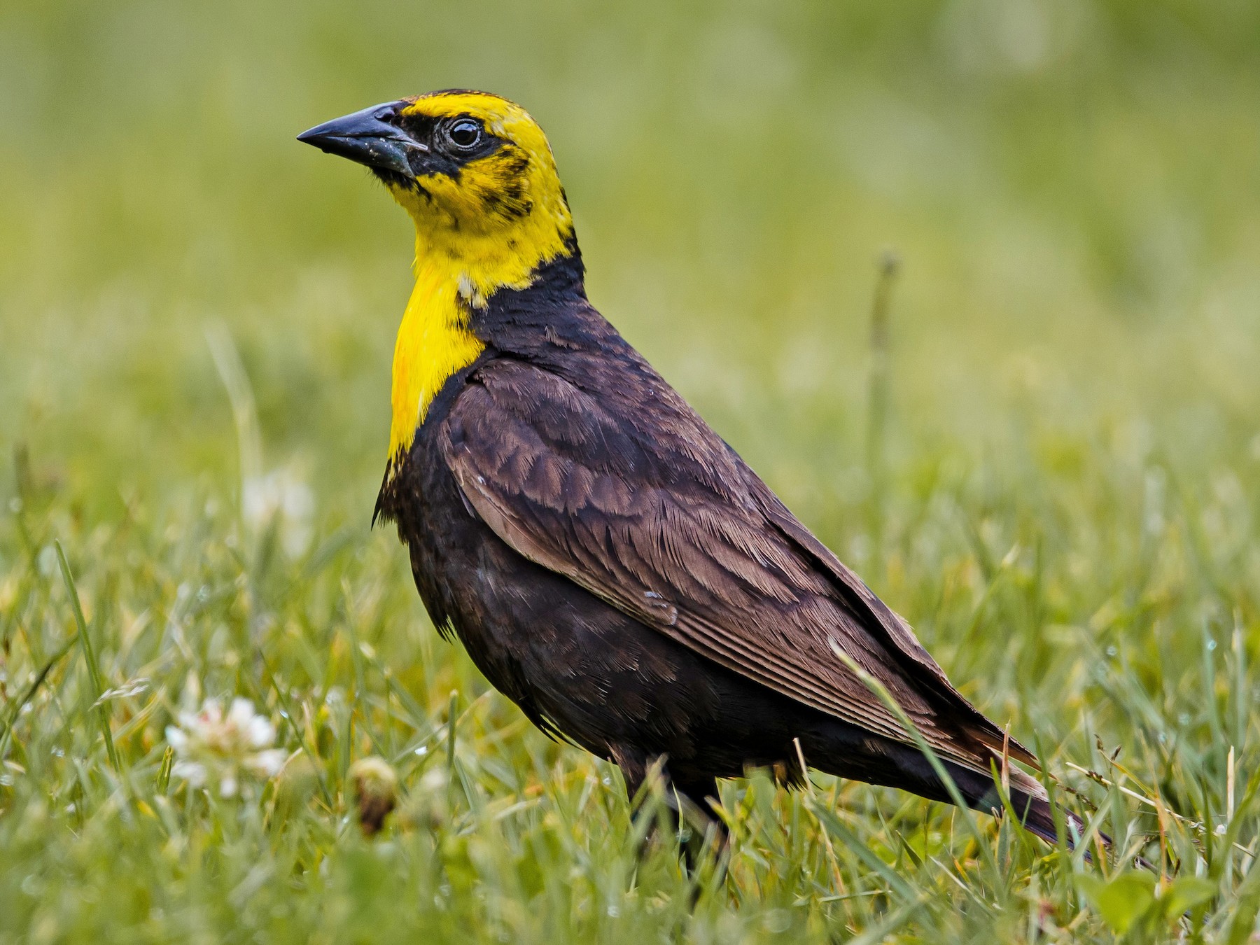 Yellow-headed Blackbird - Mason Maron