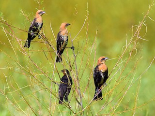 キガシラムクドリモドキ - eBird