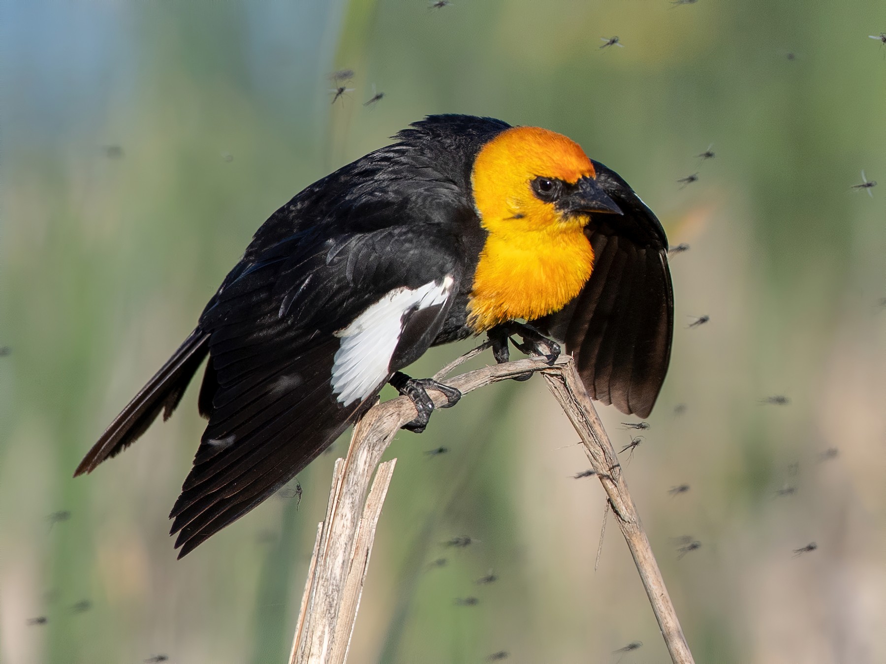 Yellow-headed Blackbird - Ian Davies