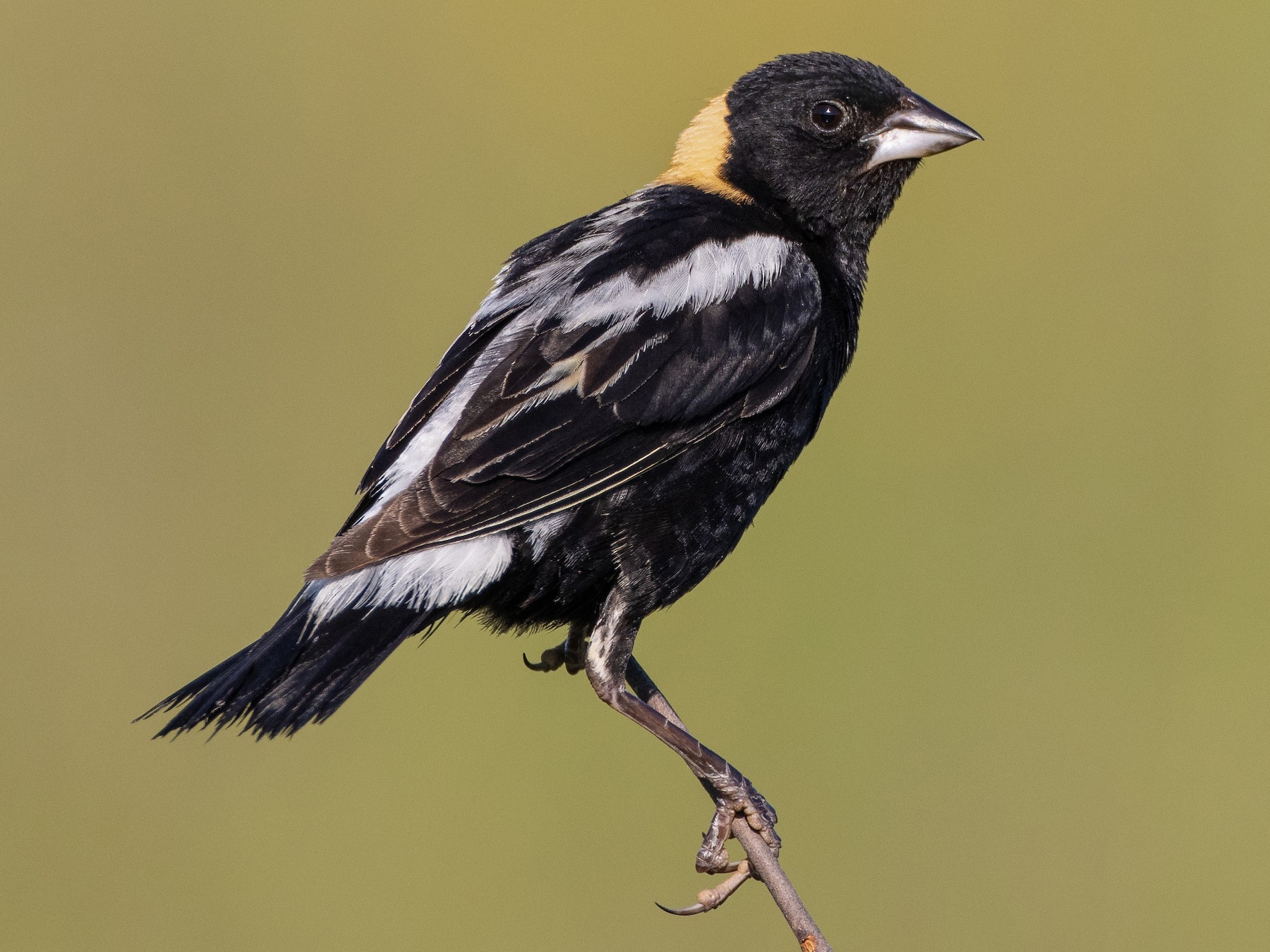 Bobolink - Ryan Sanderson