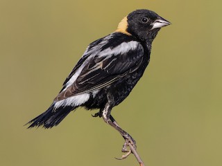 นกเพศผู้ชุดขนฤดูผสมพันธุ์ - Ryan Sanderson - ML306331051