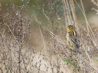 Habitat - Sean McElaney - ML306331301