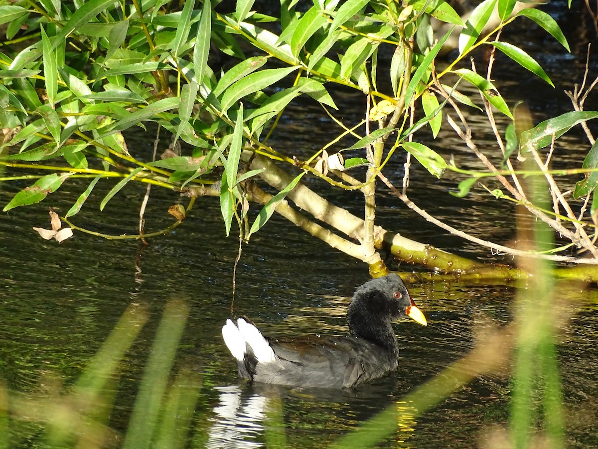 Red-fronted Coot - ML306332011