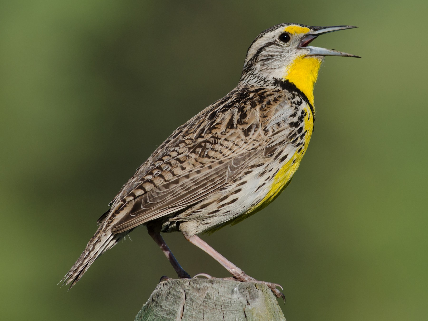 meadowlark bird singing clipart