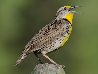  - Western Meadowlark