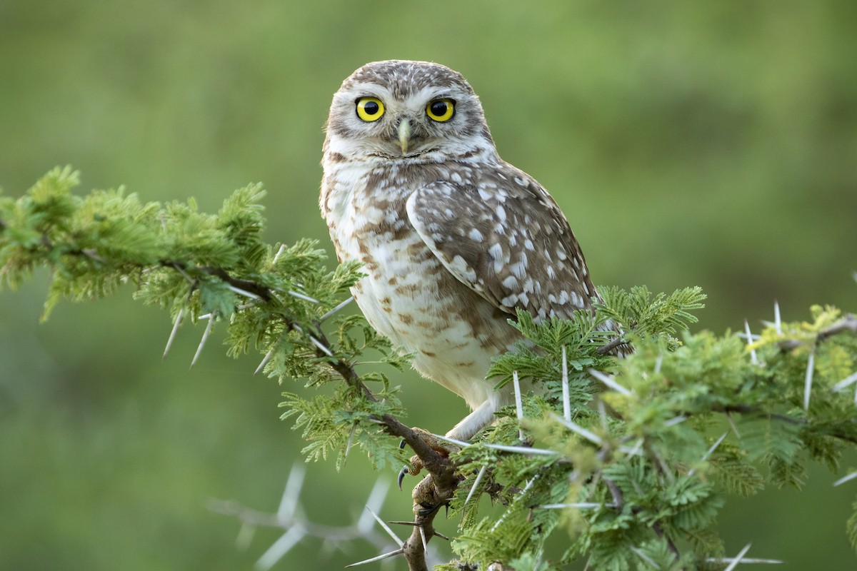 Burrowing Owl - Evangelina Indelicato