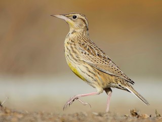 非繁殖成鳥/未成年鳥 - Carter Gasiorowski - ML306332891