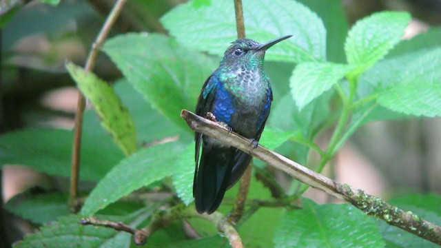 kolibřík nymfový - ML306332921