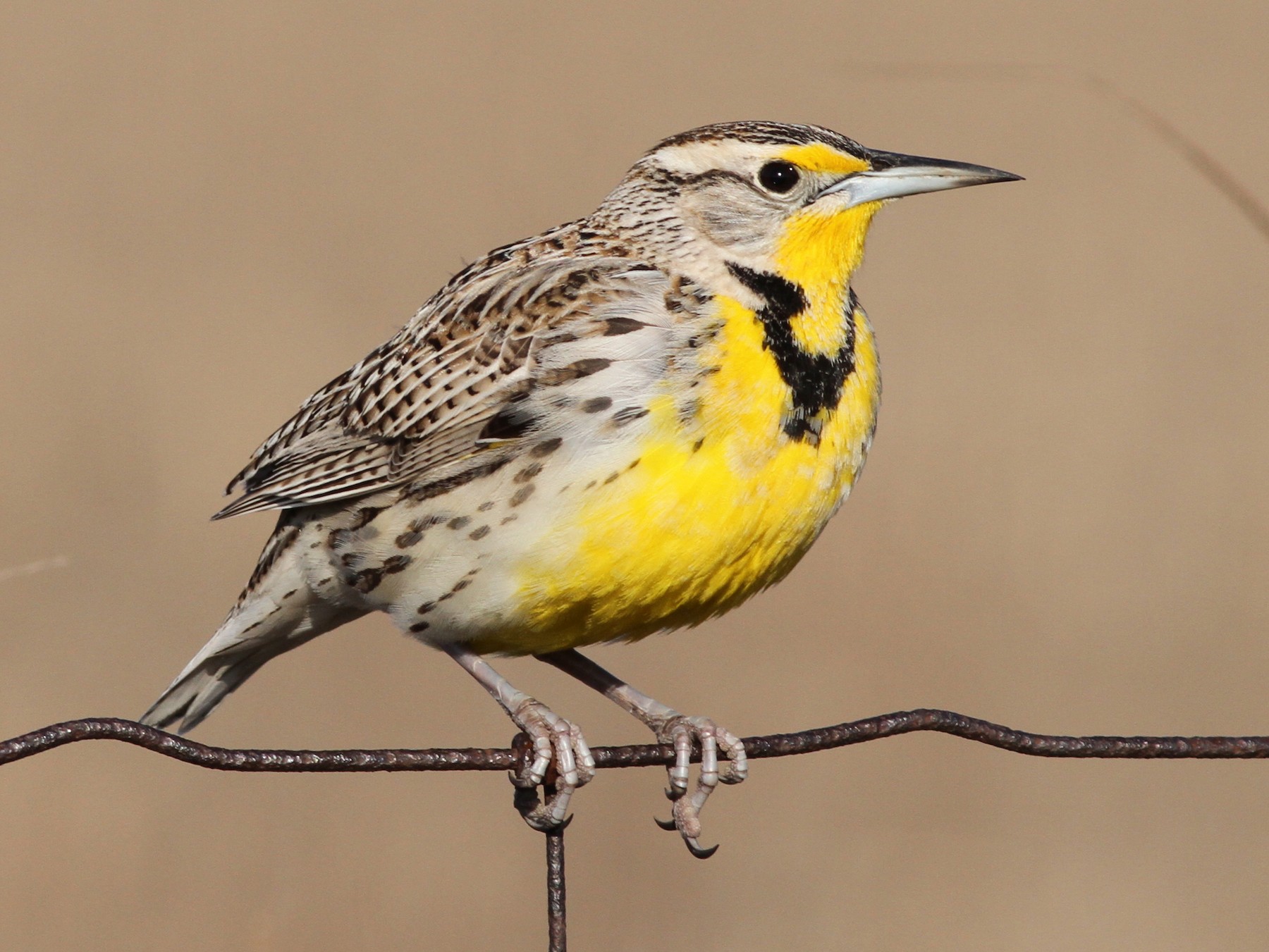 Western Meadowlark - Brandon Caswell