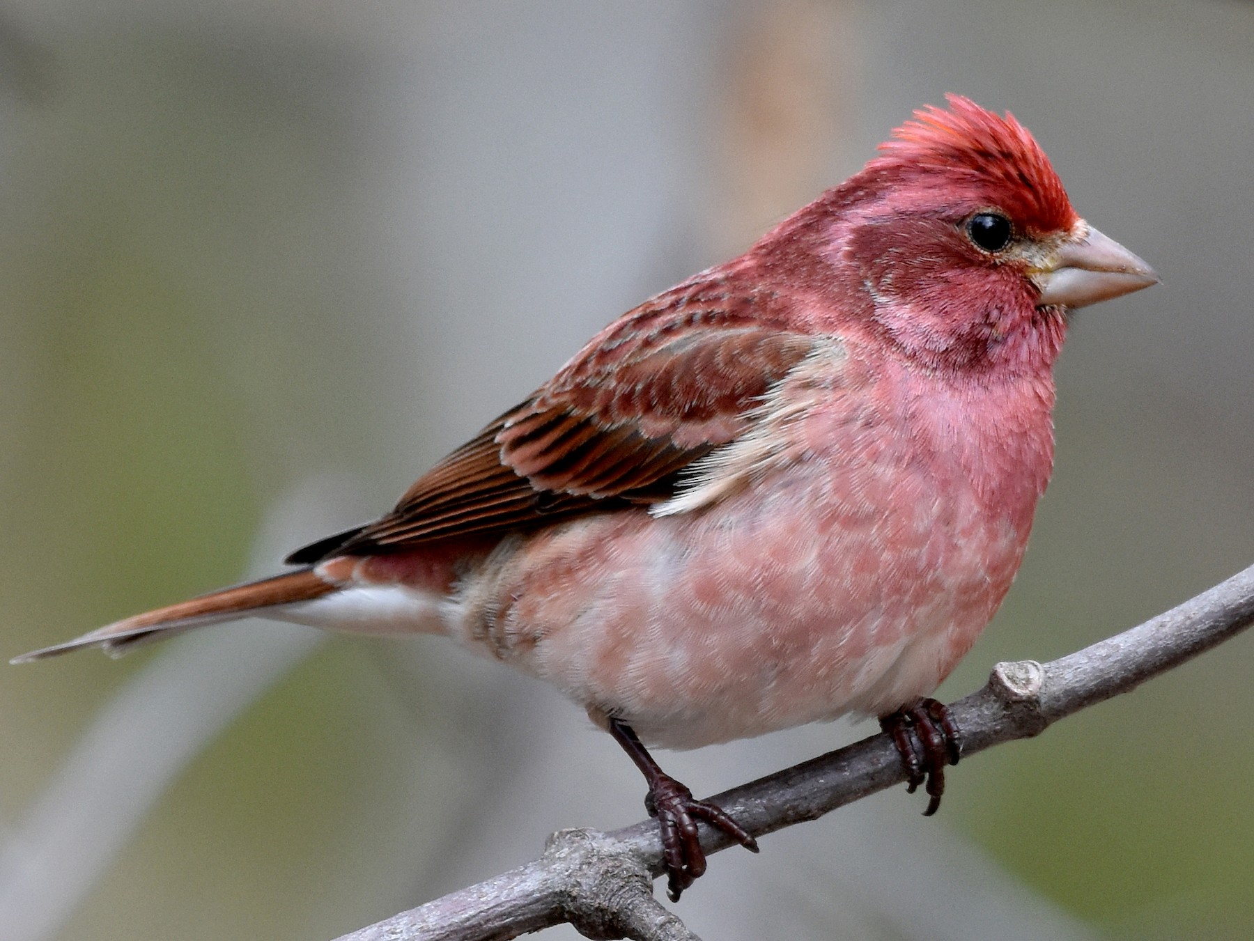 Purple Finch - Henry Trombley