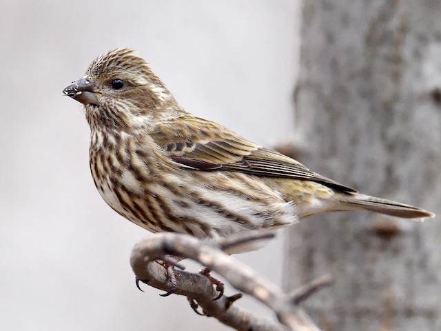 Female/immature (Eastern) - Purple Finch (Eastern) - 