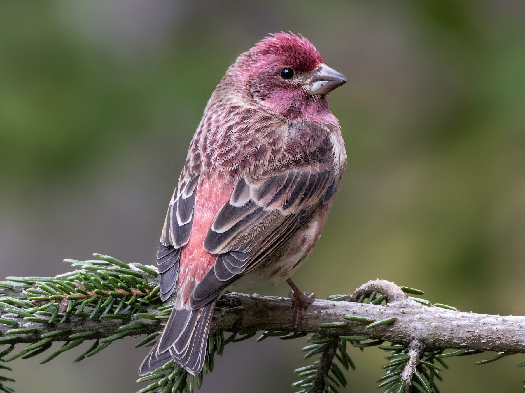 Female House Finch Bird