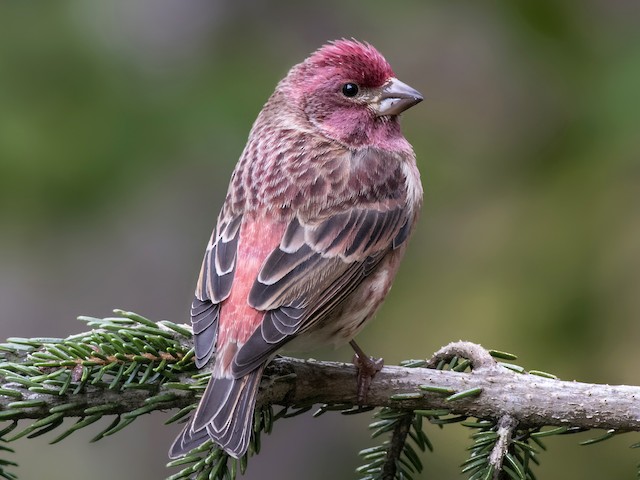 Adult male (Eastern) - Purple Finch - 