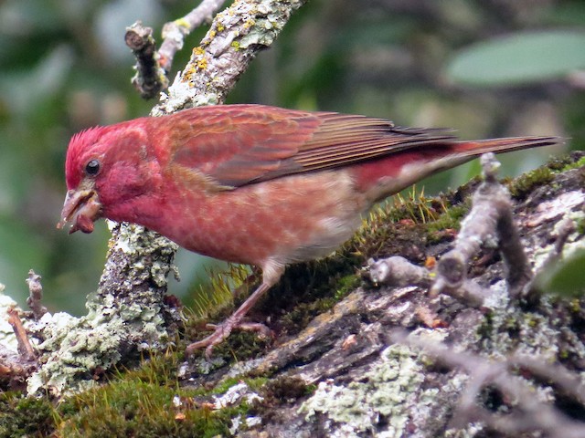 Adult male (Western) - Purple Finch - 
