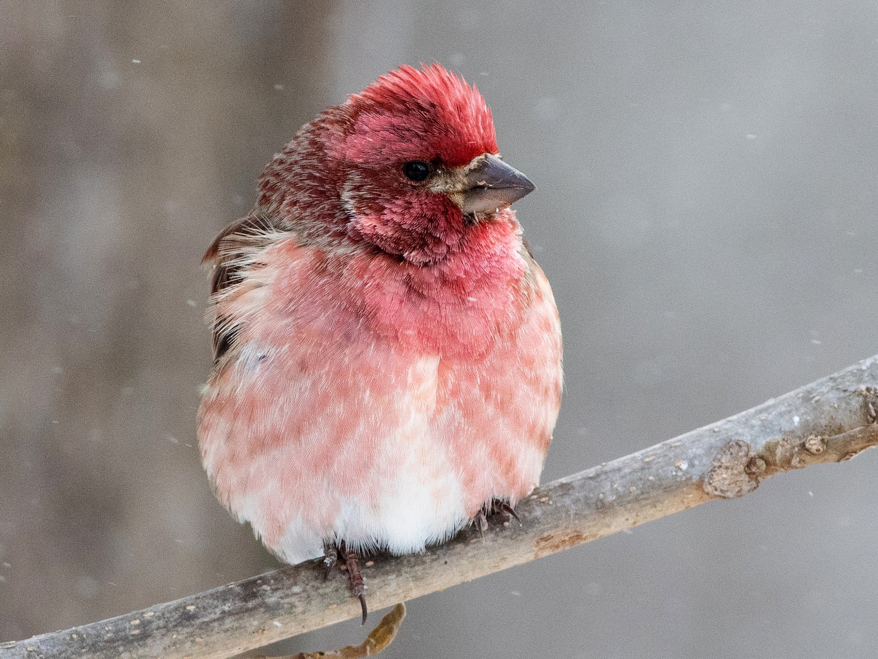 Purple Finch - Lucas Bobay