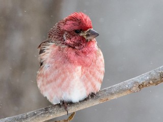 Purple Finch - eBird