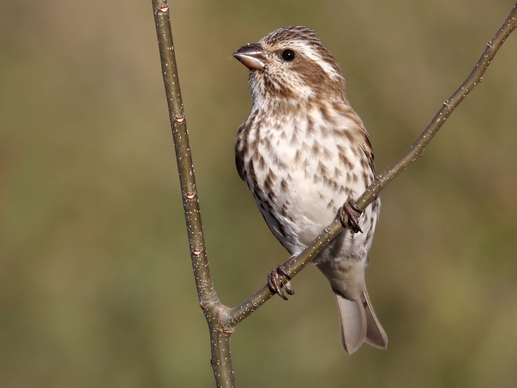 Purple Finch - James Rieman