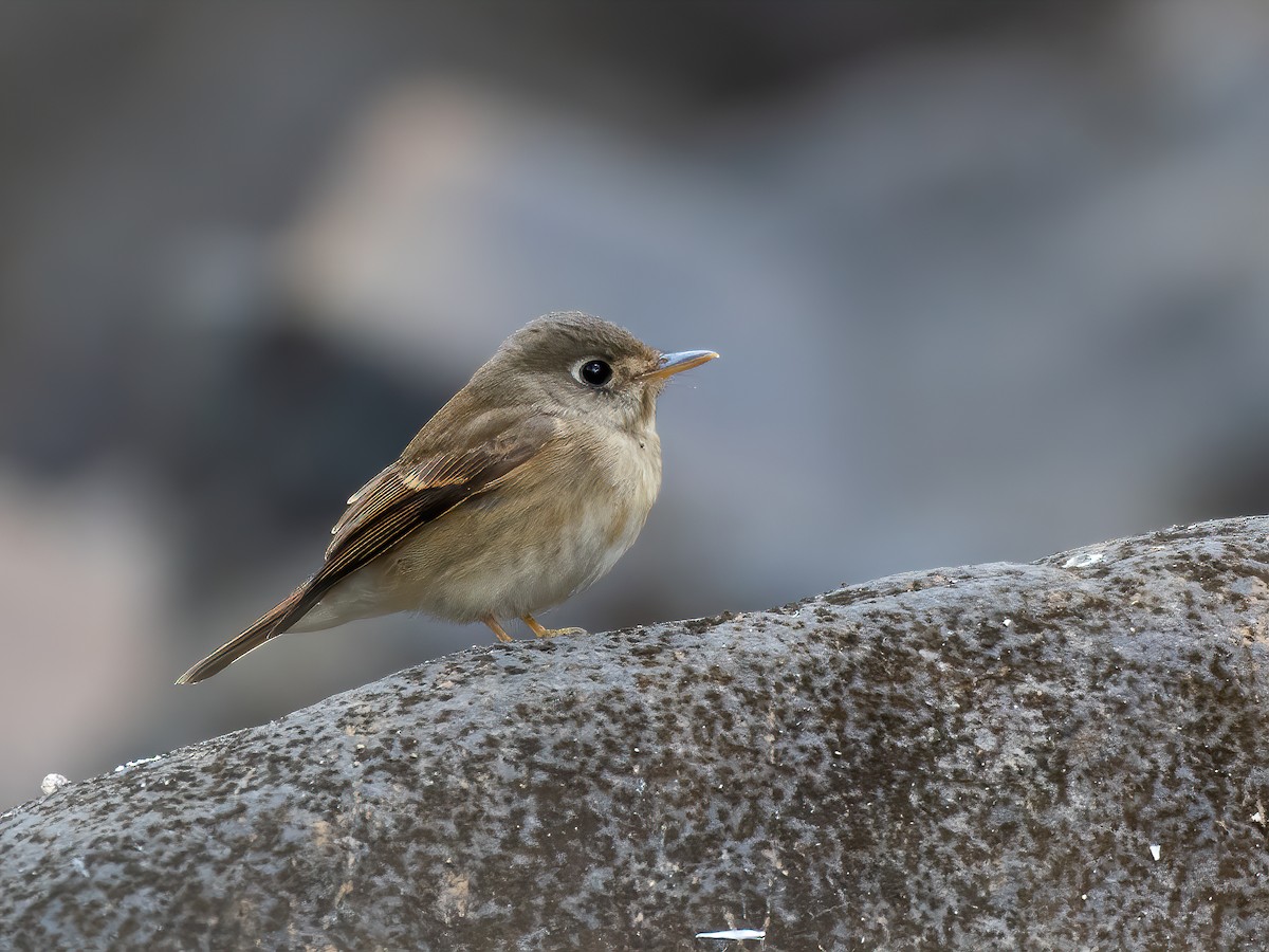 Brown-breasted Flycatcher - Ritesh Dighe
