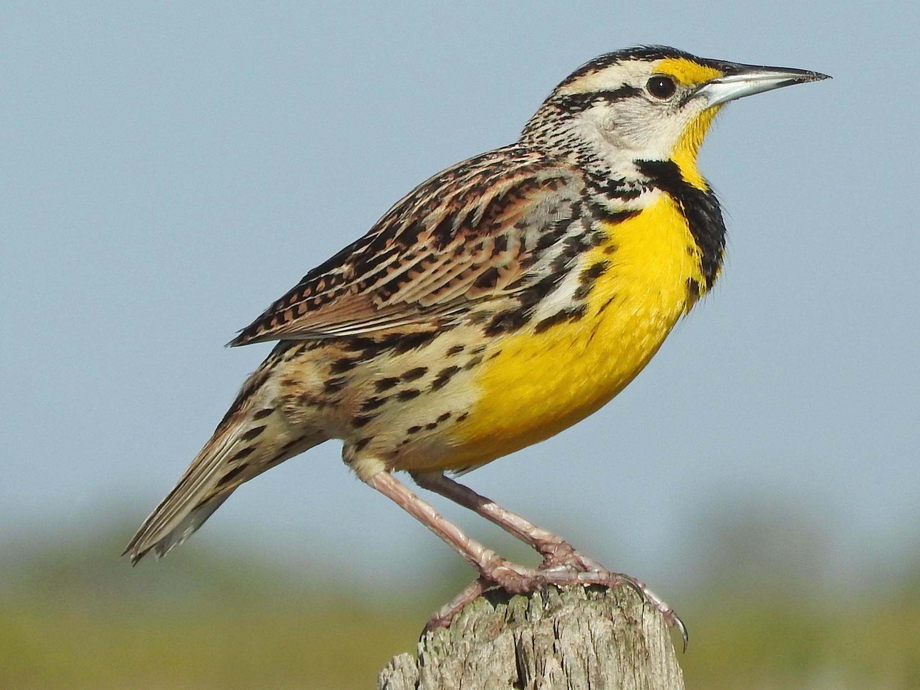 Eastern Meadowlark - Doris Brookens