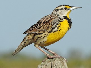นกเต็มวัยในฤดูผสมพันธุ์ (Eastern) - Doris Brookens - ML306337121