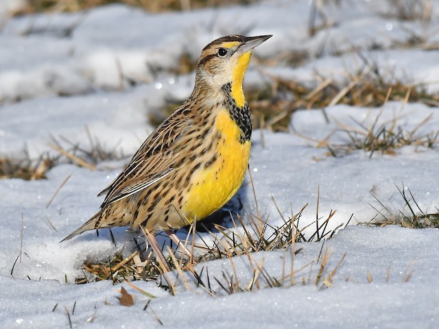 flying meadowlark