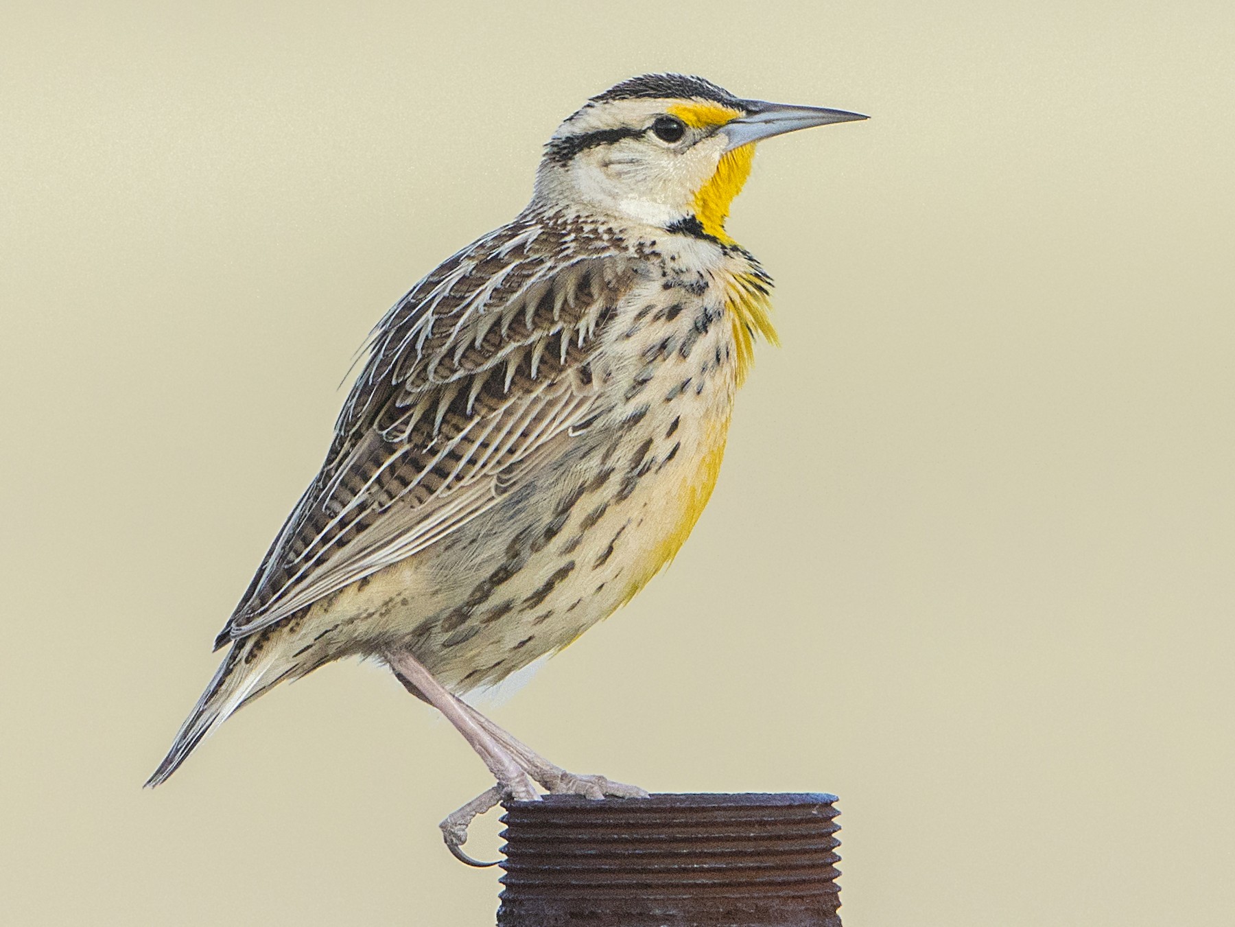 Chihuahuan Meadowlark - Bradley Hacker 🦜