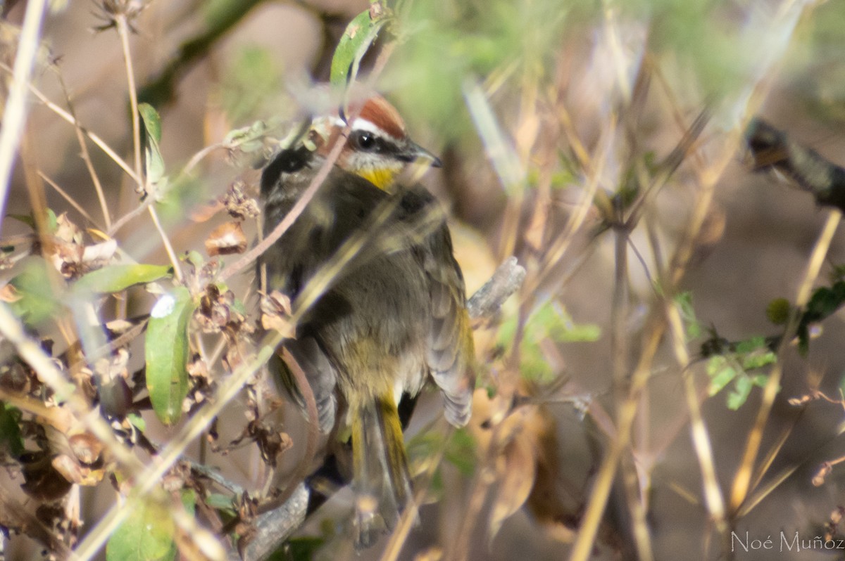 Rufous-capped Warbler - ML306339101