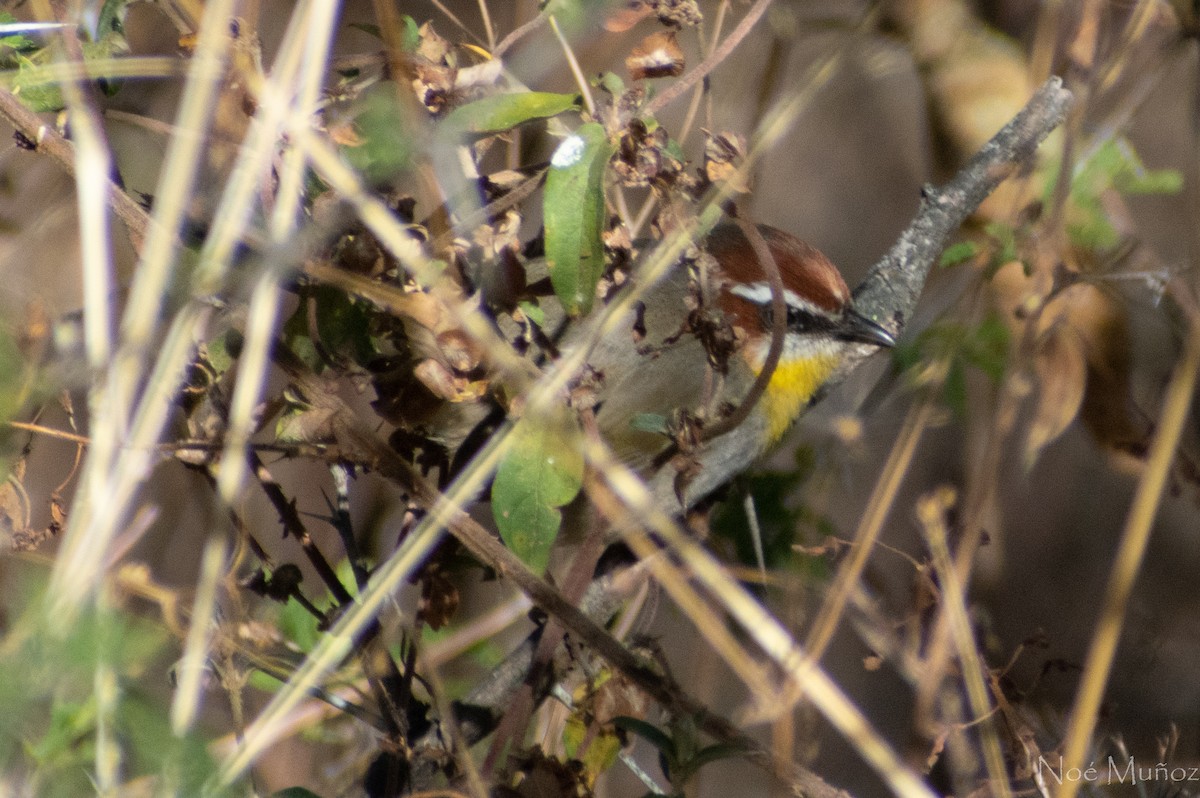 Rufous-capped Warbler - ML306339121