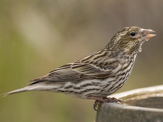 ズアカマシコ - eBird ズアカマシコ - eBird