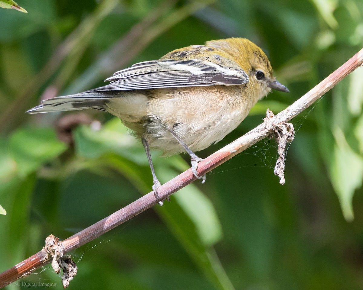 Bay-breasted Warbler - ML306341401