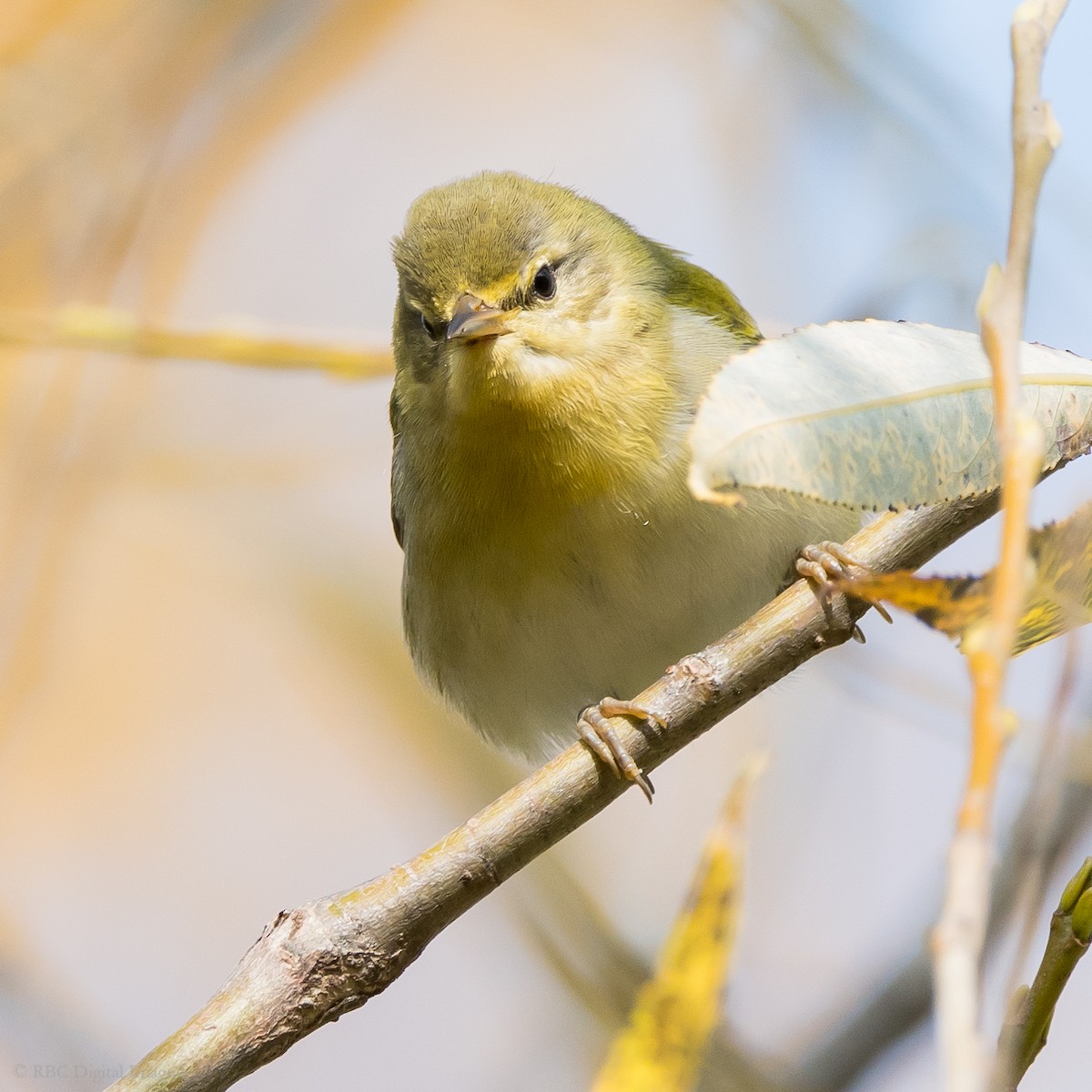 Tennessee Warbler - Roy Chatburn