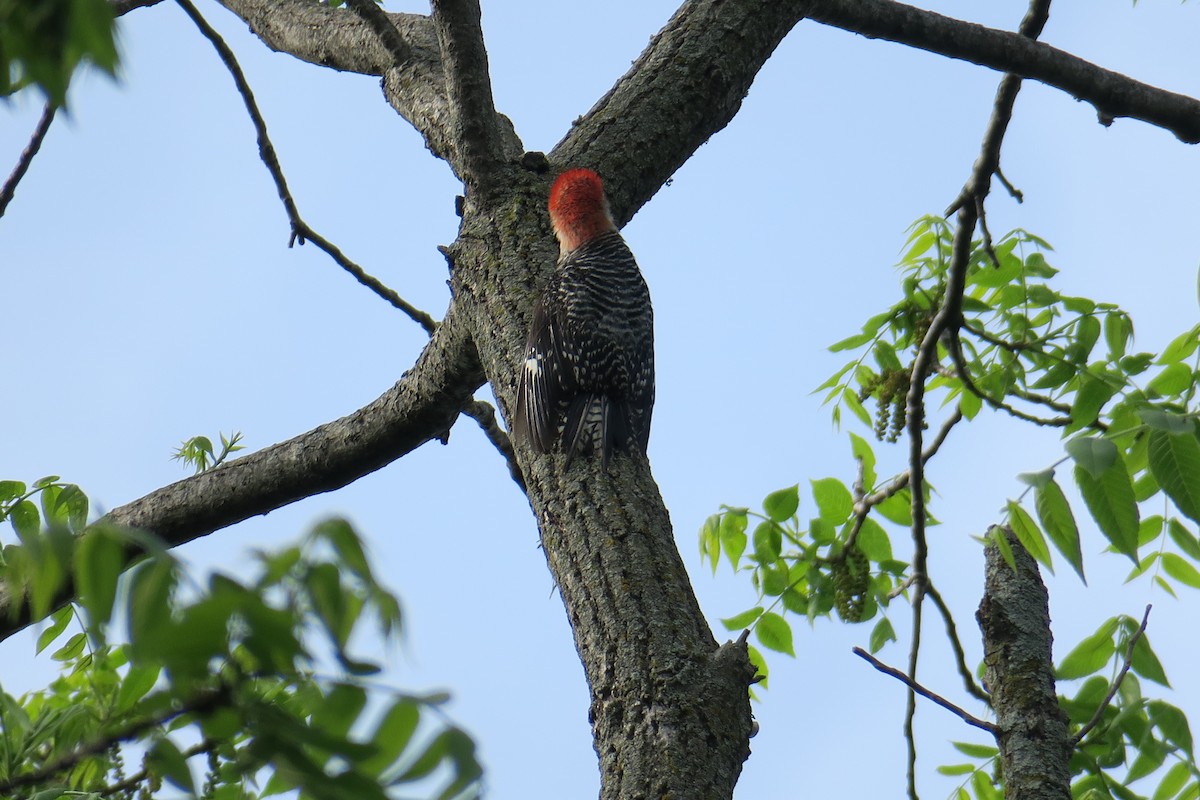 Red-bellied Woodpecker - ML306345431