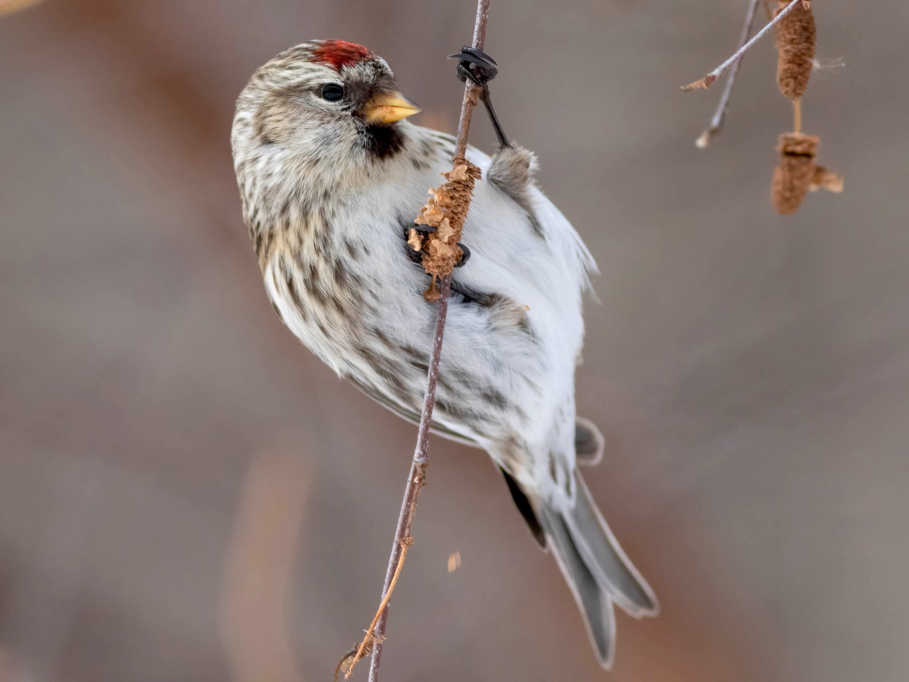 Common Redpoll - Max McCarthy