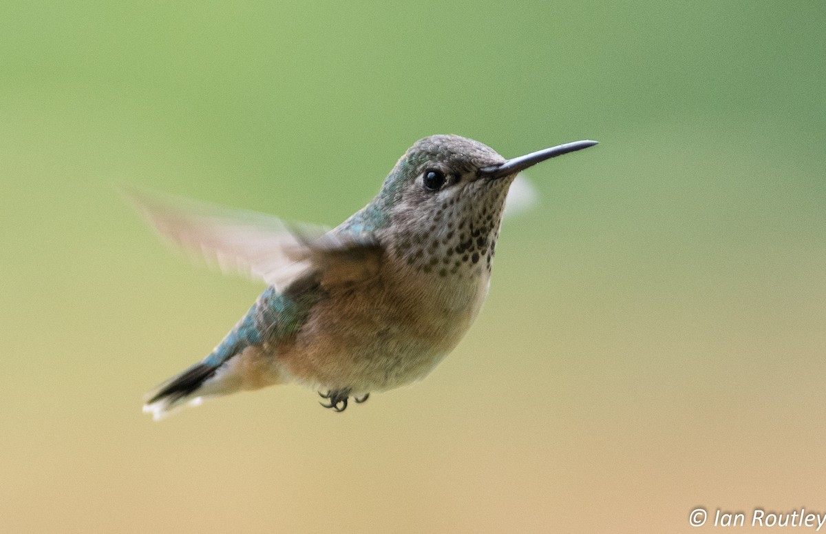Calliope Hummingbird - ML30634901