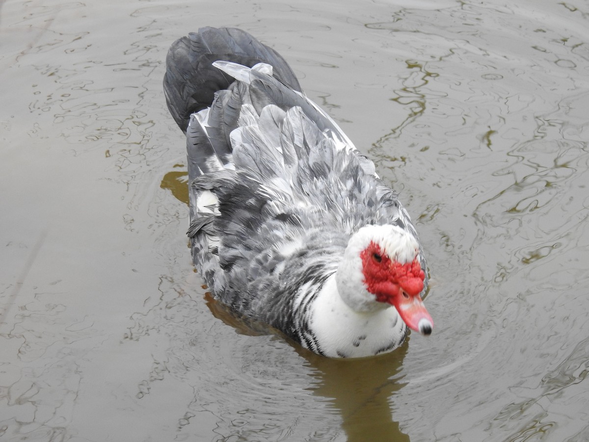 Muscovy Duck (Domestic type) - ML306349121
