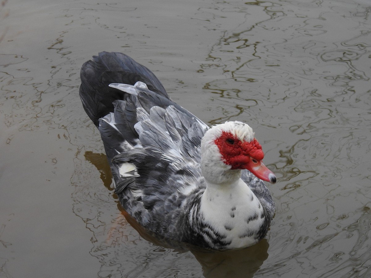 Muscovy Duck (Domestic type) - ML306349171