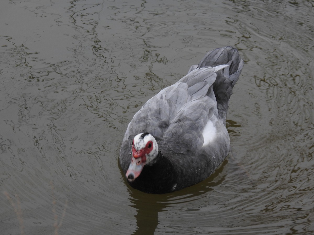 Muscovy Duck (Domestic type) - ML306349181