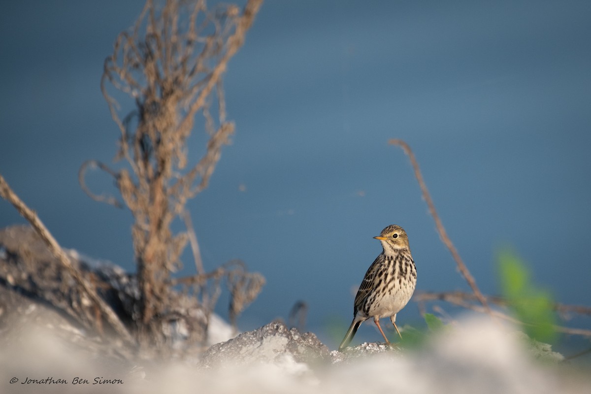 Meadow Pipit - ML306349761